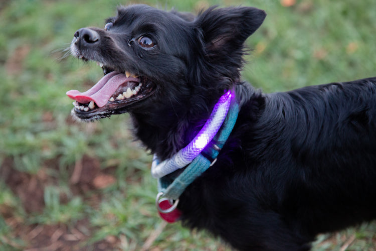 Waterproof Motion-Activated LED Dog Collar, Medium & Large - by LEUCHTIE