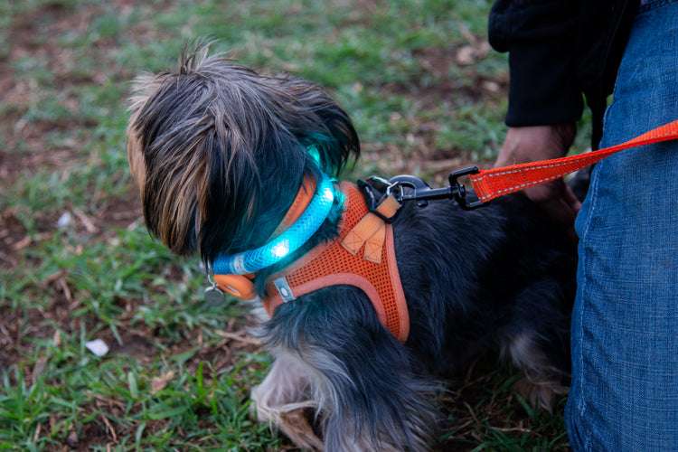 Waterproof Motion-Activated LED Dog Collar, Medium & Large - by LEUCHTIE