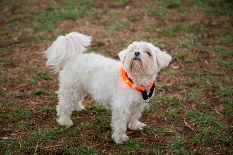 Waterproof Motion-Activated LED Dog Collar, Medium & Large - by LEUCHTIE