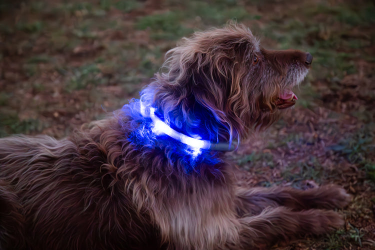Waterproof Motion-Activated LED Dog Collar, Medium & Large - by LEUCHTIE