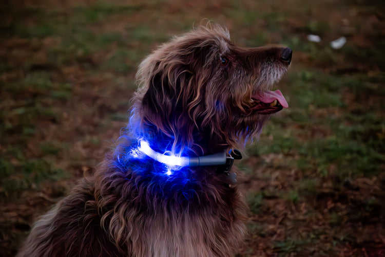 Waterproof Motion-Activated LED Dog Collar, Medium & Large - by LEUCHTIE