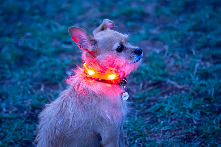 Waterproof Motion-Activated LED Dog Collar, Medium & Large - by LEUCHTIE