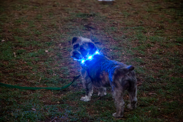 Waterproof Motion-Activated LED Dog Collar, Medium & Large - by LEUCHTIE
