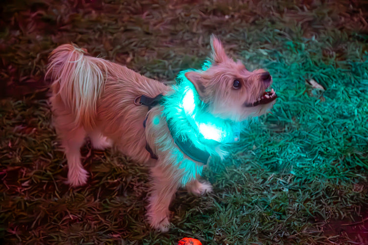 Waterproof Motion-Activated LED Dog Collar, Medium & Large - by LEUCHTIE