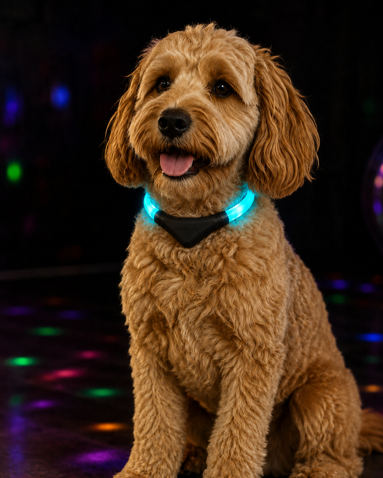Waterproof Motion-Activated LED Dog Collar, Medium & Large - by LEUCHTIE