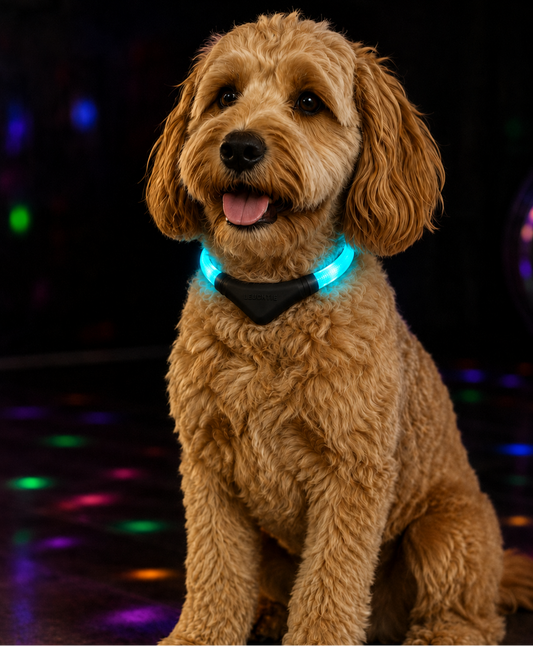 A golden doodle dog wearing a glowing black LED collar and harness, sitting against a dark background with colorful disco ball reflections on the floor.