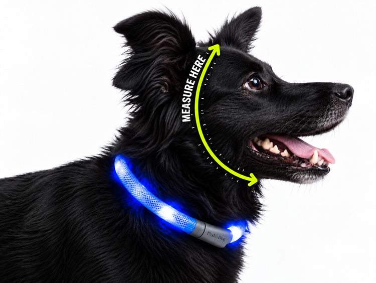 Waterproof Motion-Activated LED Dog Collar, Medium & Large - by LEUCHTIE