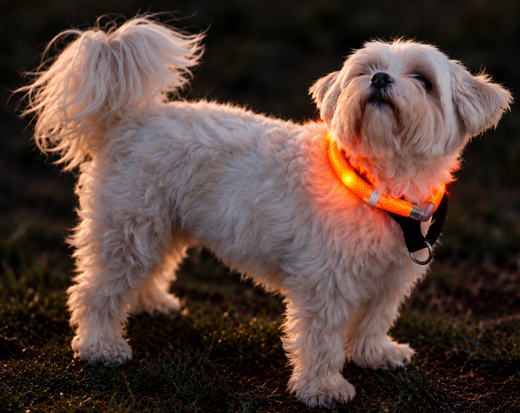 Water-Resistant Motion-Activated LED Dog Safety Collar for Small Breeds - by LEUCHTIE