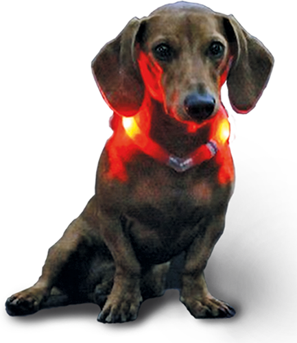 Disko Dog - Motion Activated LED Collar (small breeds)