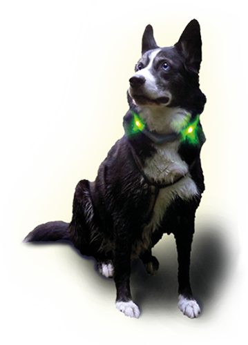 Disko Dog - Motion Activated LED Collar (medium and large breeds)