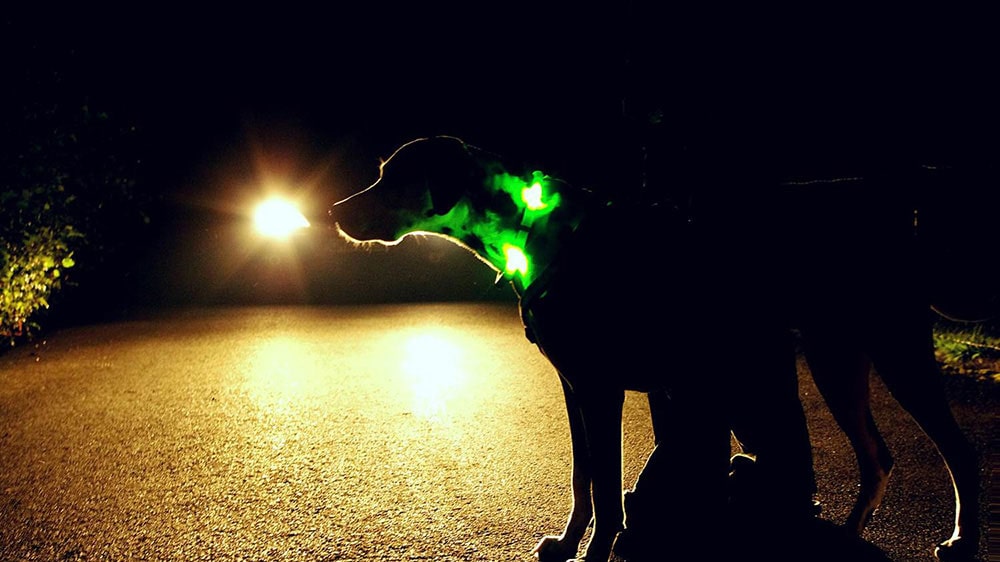 Disko Dog - Motion Activated LED Collar (small breeds)